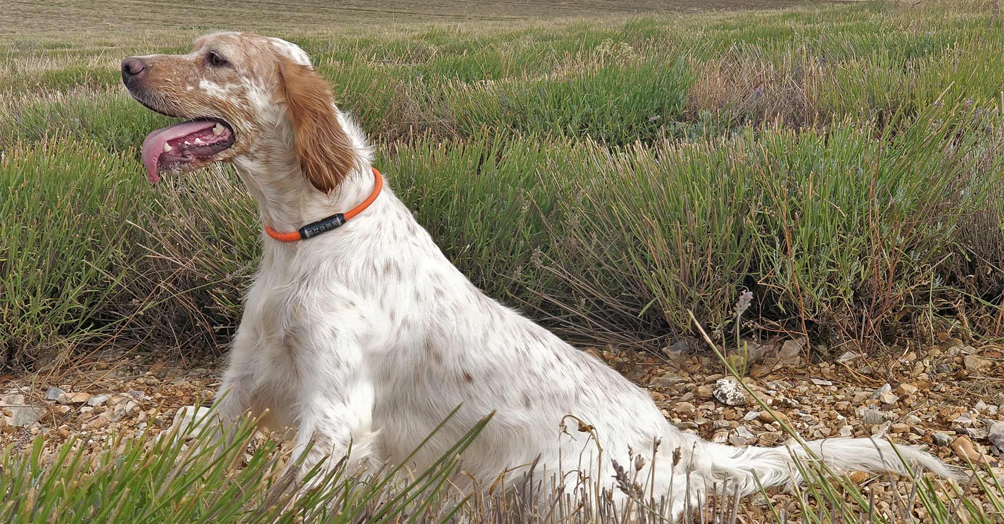 accessoires pour chiens